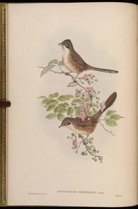 Rhopophilus pekinensis de John Gould